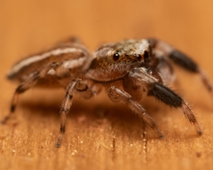 Marpissa lineata