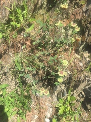 Trifolium reflexum
