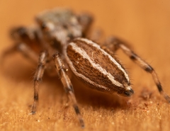 Marpissa lineata