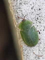 Cassida pusilla