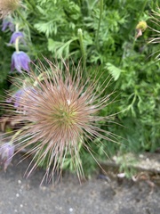 Pulsatilla vulgaris