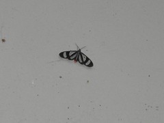 Agyrta