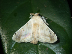Ernolatia moorei