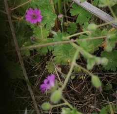 Geranium molle