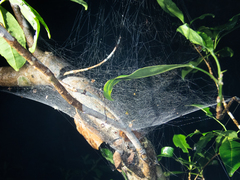 Dendrolycosa