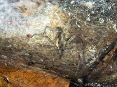 Dendrolycosa