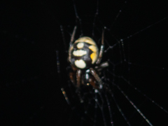 Araneus ejusmodi