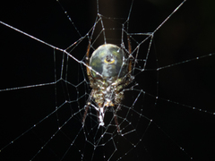 Araneus ejusmodi
