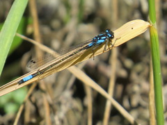 Zoniagrion exclamationis