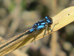 Zoniagrion exclamationis