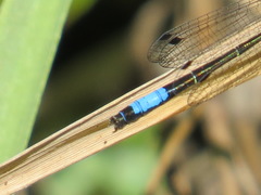 Zoniagrion exclamationis