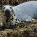 Atlantic Grey Seal - Photo (c) Andrew Thompson, some rights reserved (CC BY-NC), uploaded by Andrew Thompson