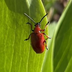 Lilioceris merdigera