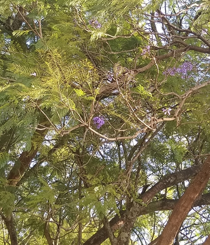 Jacaranda image