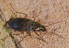 Chlaenius tricolor