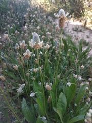 Plantago lagopus