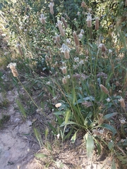 Plantago lagopus
