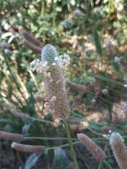 Plantago lagopus