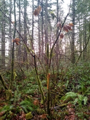 Oemleria cerasiformis