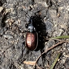 Pterostichus bicolor