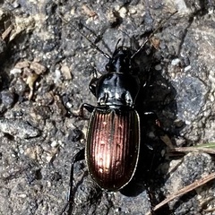 Pterostichus bicolor
