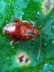 Longitarsus