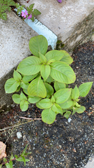 Impatiens parviflora