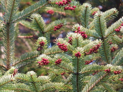 Abies cilicica