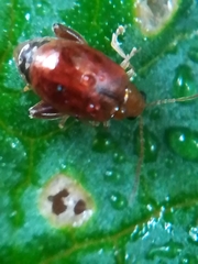 Longitarsus