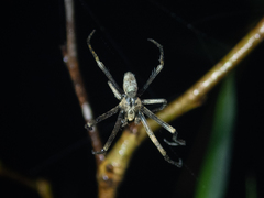 Cyphalonotus