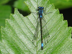 Zoniagrion exclamationis