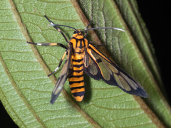 Amata grotei