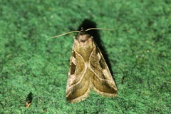 Eucarta virgo