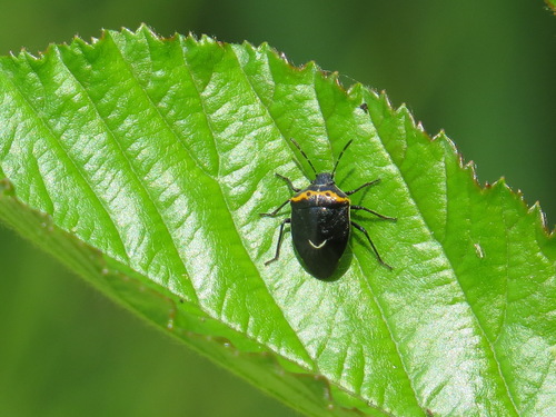 Hedge Nettle Stink Bug photo 3
