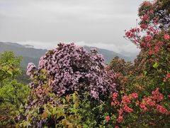 Rhododendron latoucheae