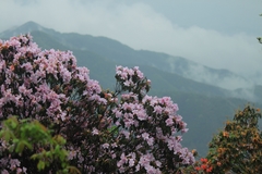 Rhododendron latoucheae