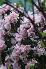 Rhododendron latoucheae