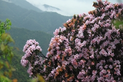 Rhododendron latoucheae