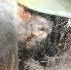 Araneae