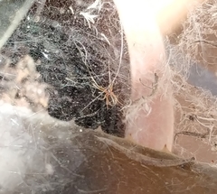 Araneae