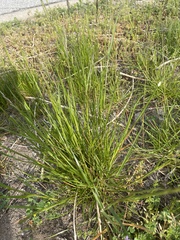 Poeae