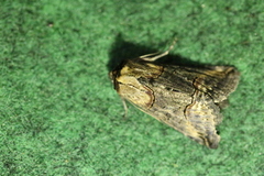 Abrostola tripartita