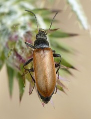 Megischia curvipes