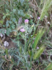 Carduus tenuiflorus