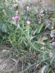 Carduus tenuiflorus