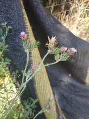 Carduus tenuiflorus