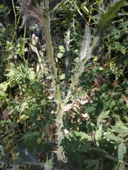 Carduus tenuiflorus