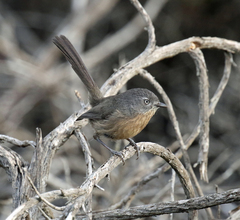 Wrentit photo 4