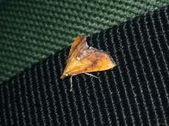 Hyalobathra micralis