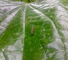 Ichthyobelus bellicosus